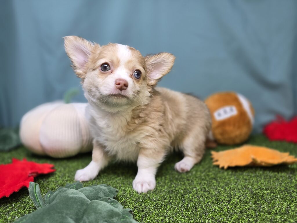 Max - Chihuahua - Image 4