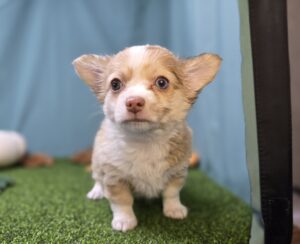 Chihuahua