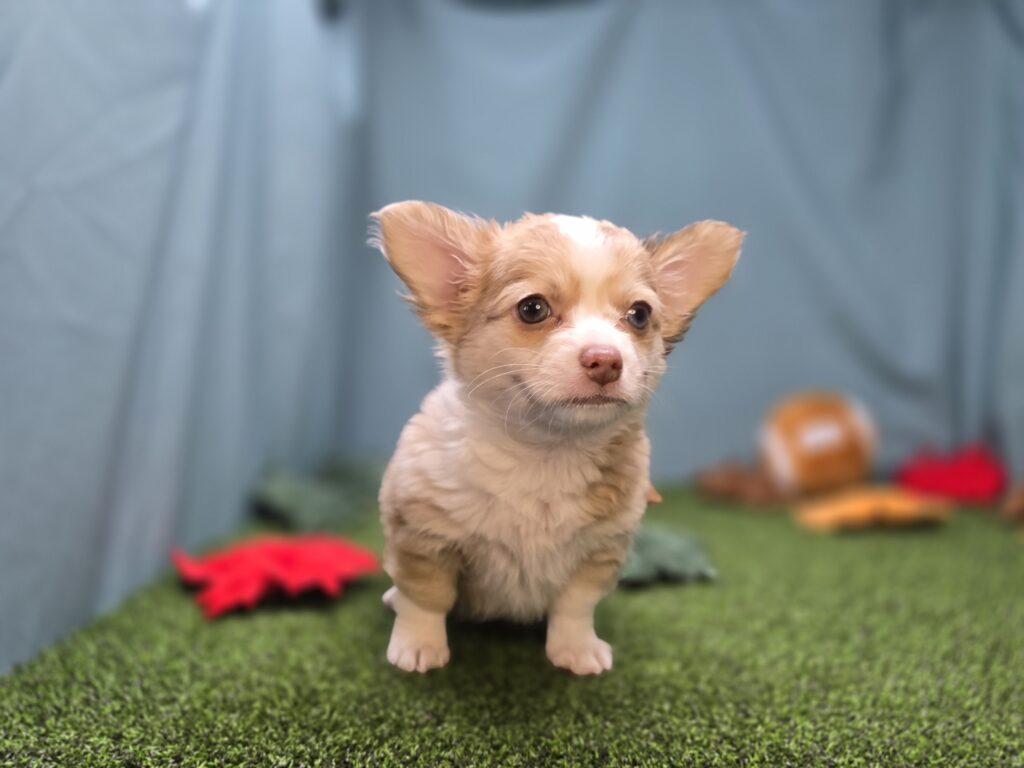 Max - Chihuahua - Image 2