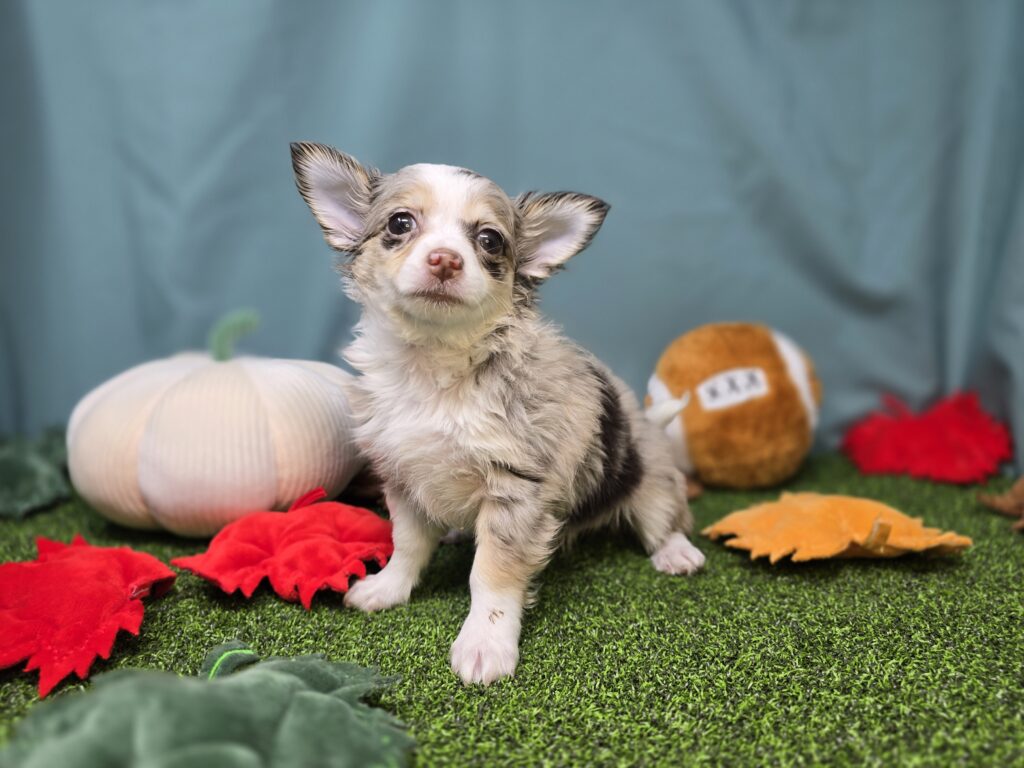 Coco - Chihuahua - Image 4