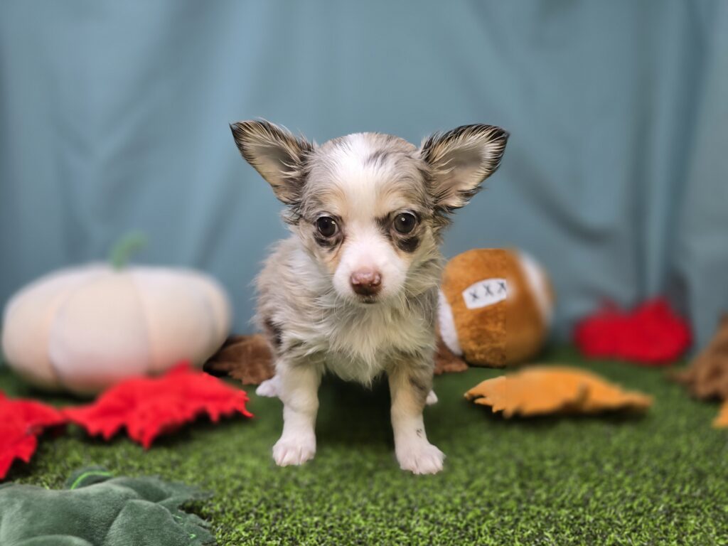 Coco - Chihuahua - Image 3