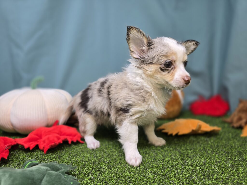 Coco - Chihuahua - Image 2