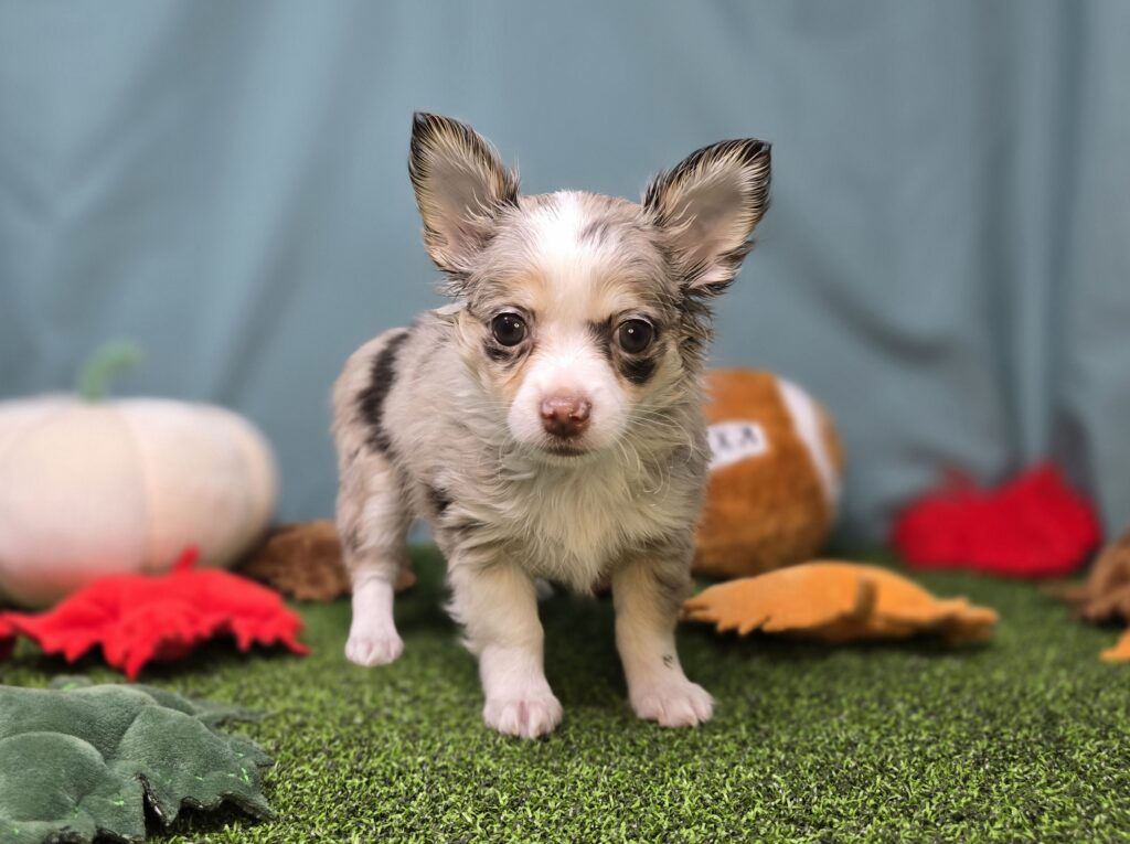 [#2520-04]  - Lilac Merle F Chihuahua Puppies For Sale