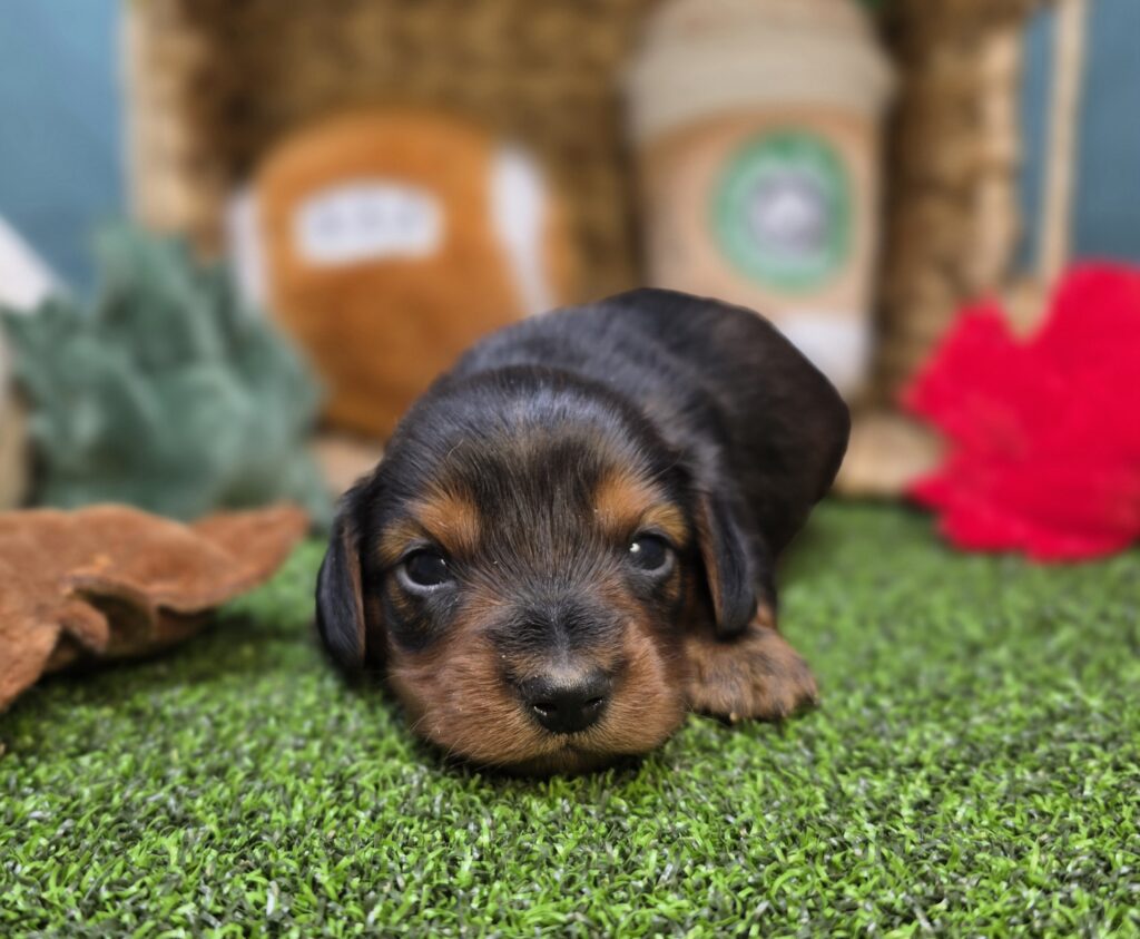Finn - Dachshund - Image 5