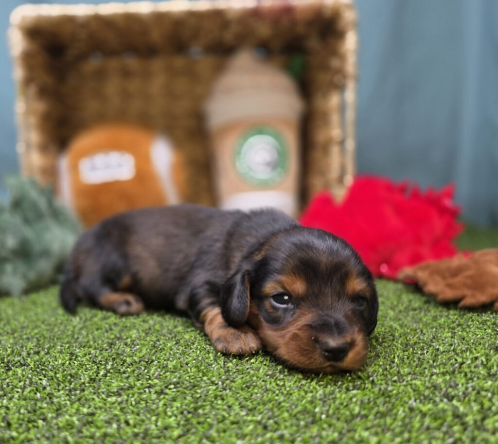 Finn - Dachshund - Image 4