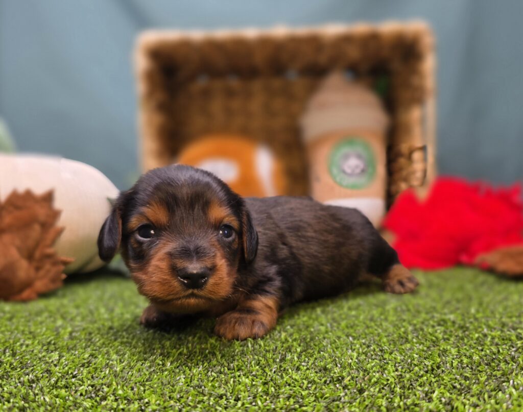 [#25943-01]  - Black / Tan M Dachshund Puppies For Sale