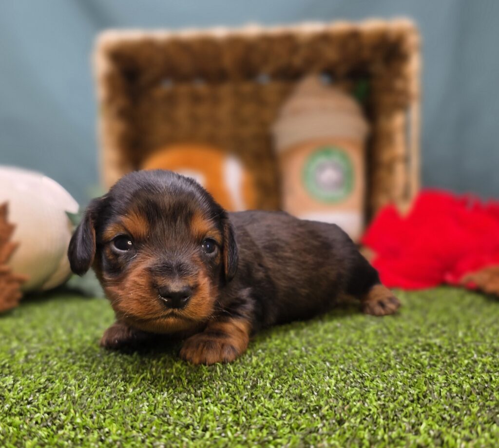 Finn - Dachshund - Image 3