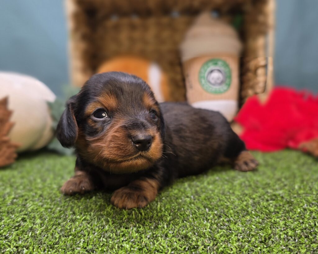 Finn - Dachshund - Image 2