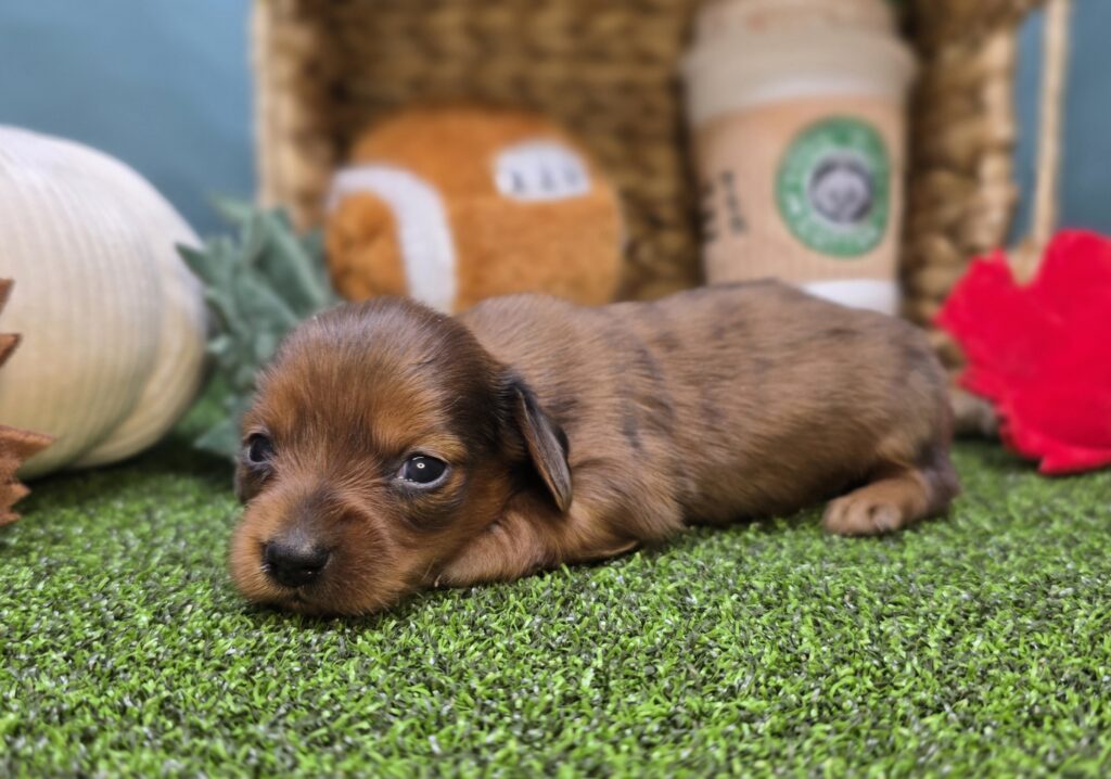 Freya - Dachshund - Image 4