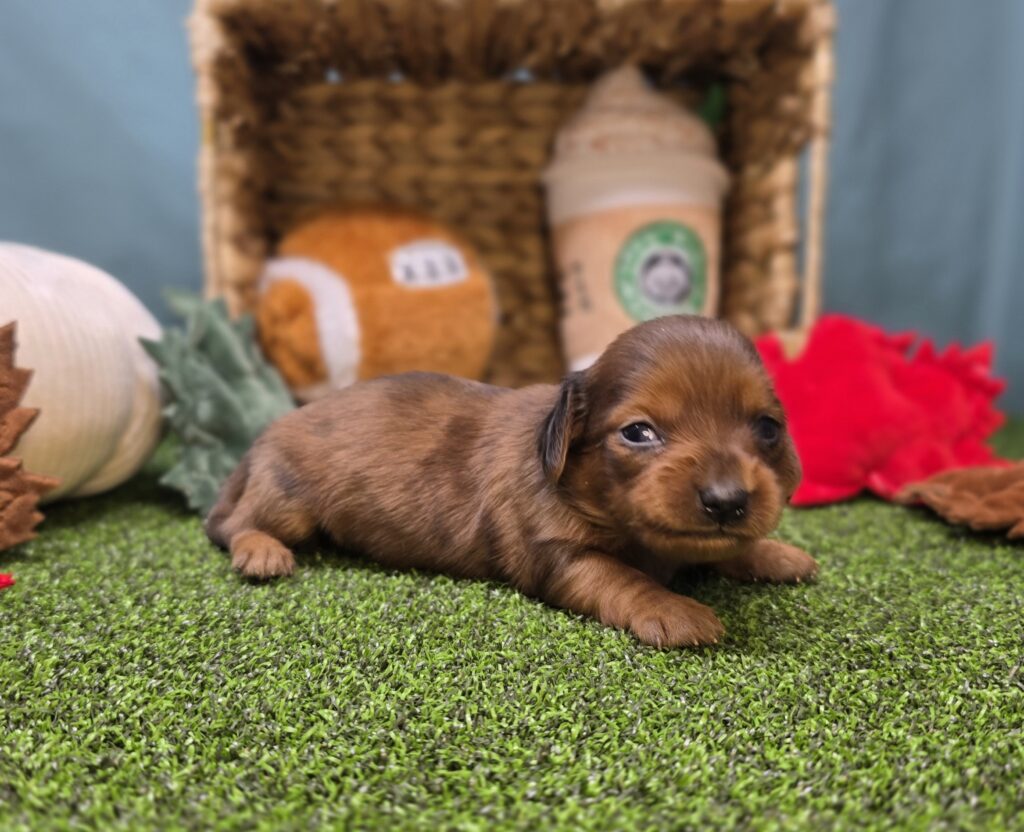 [#25943-02]  - Chocolate F Dachshund Puppies For Sale
