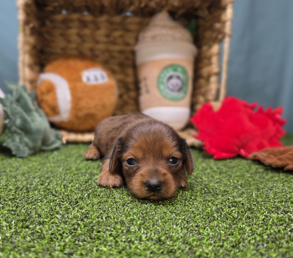 Freya - Dachshund - Image 3