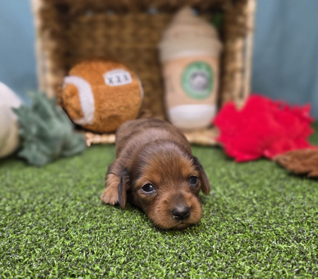 Freya - Dachshund - Image 2