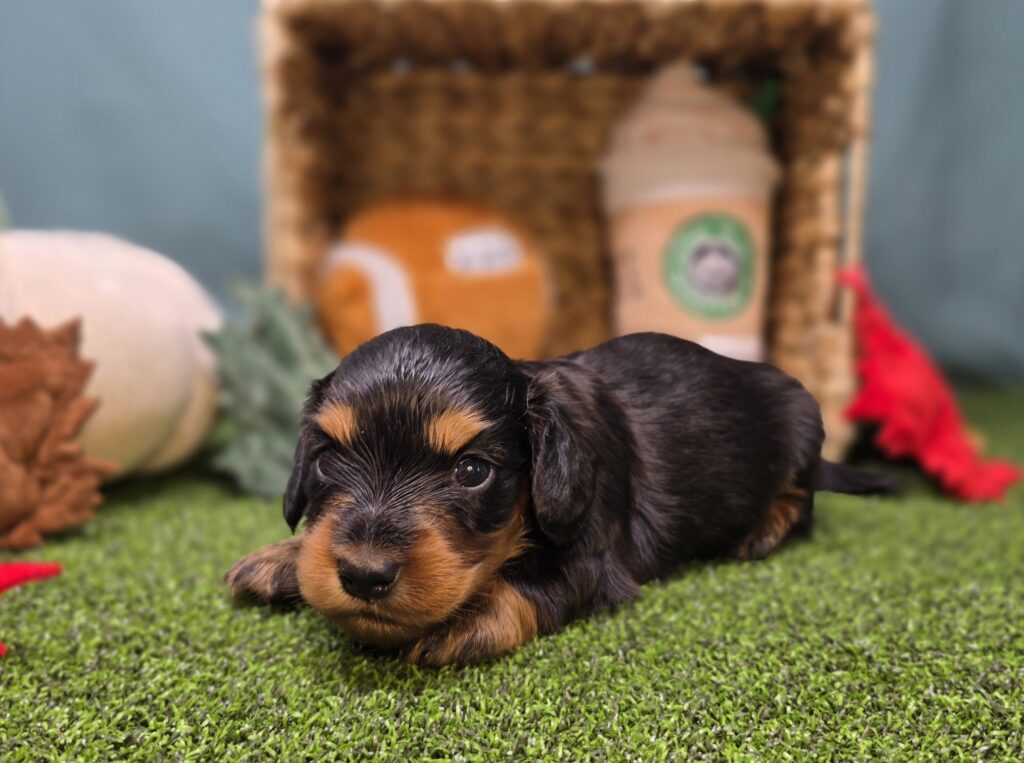 Annie - Dachshund - Image 3