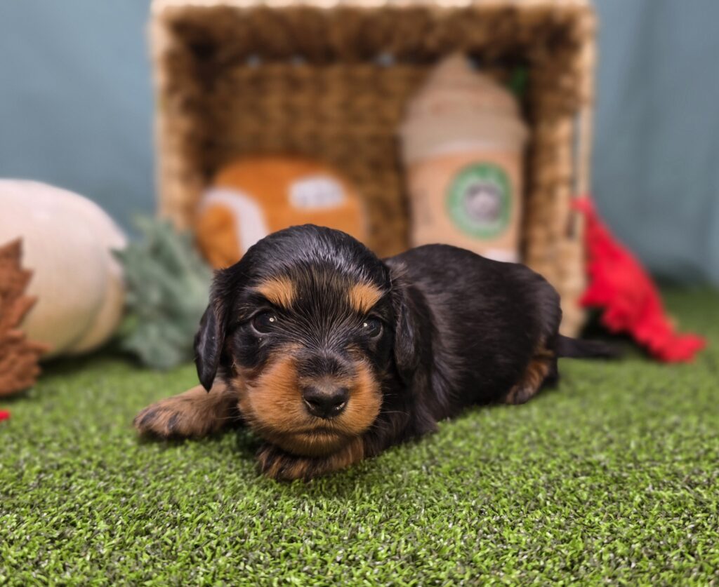 [#25944-01]  - Black / Tan F Dachshund Puppies For Sale