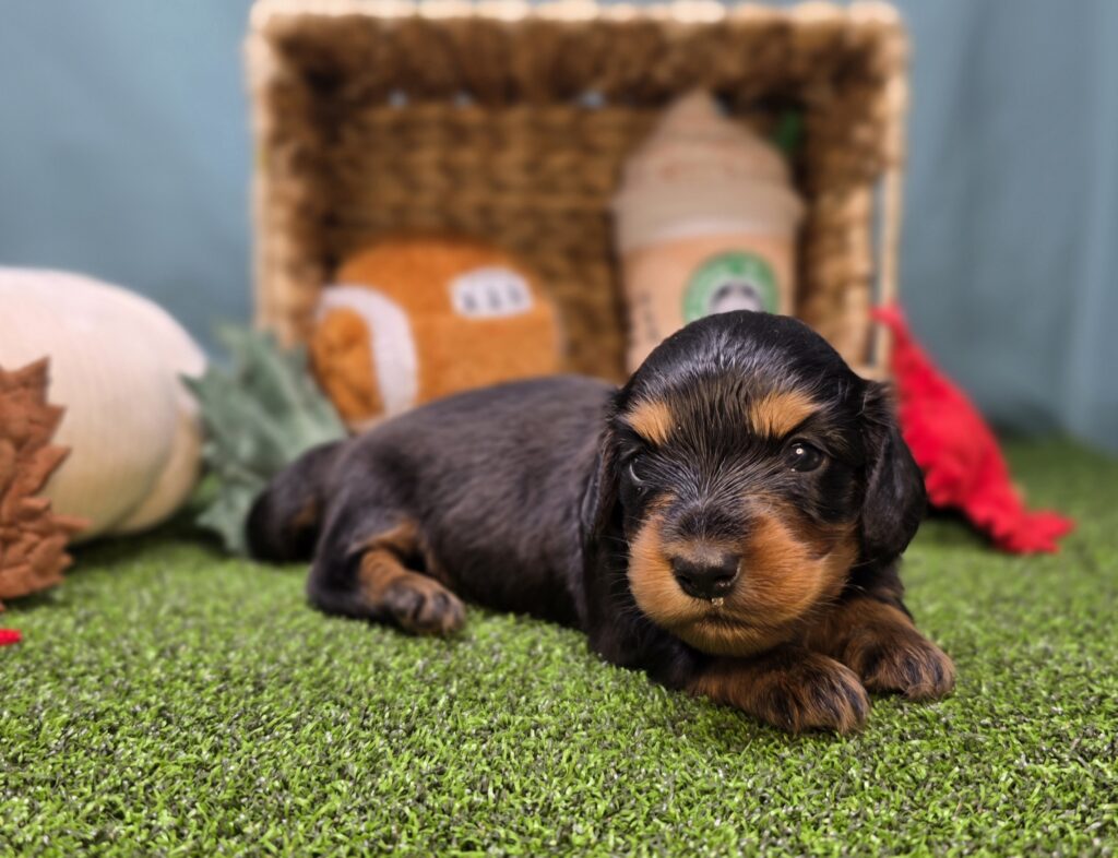 Annie - Dachshund - Image 2