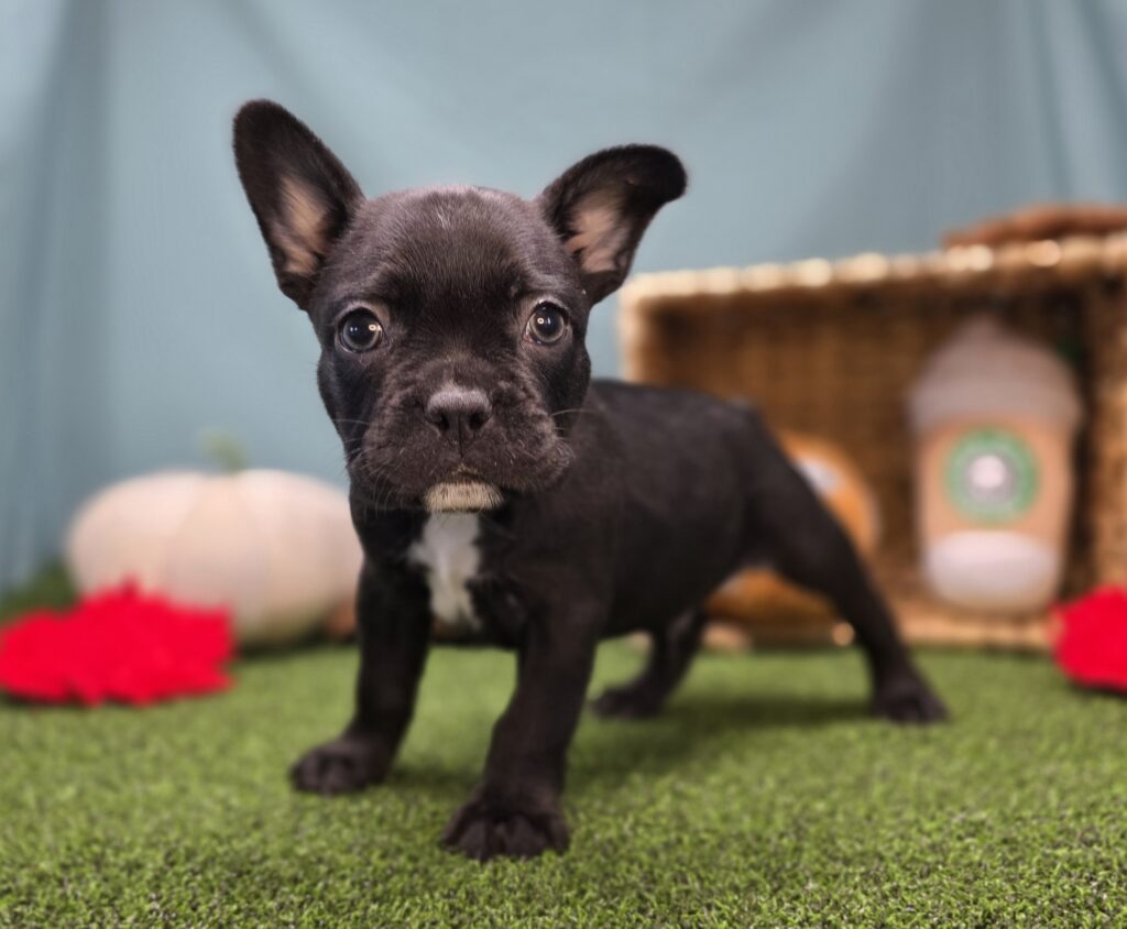 [#25911-01]  - Black M Frenchton Puppies For Sale