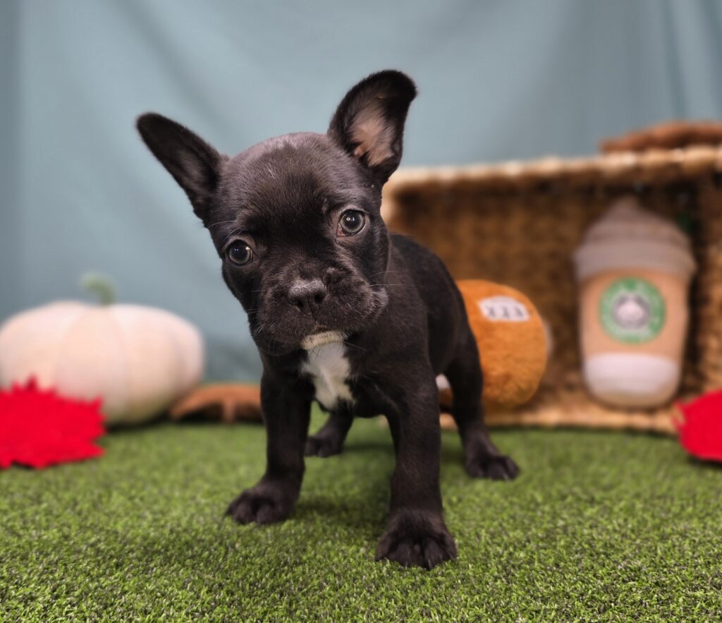 Chip - Frenchton - Image 5