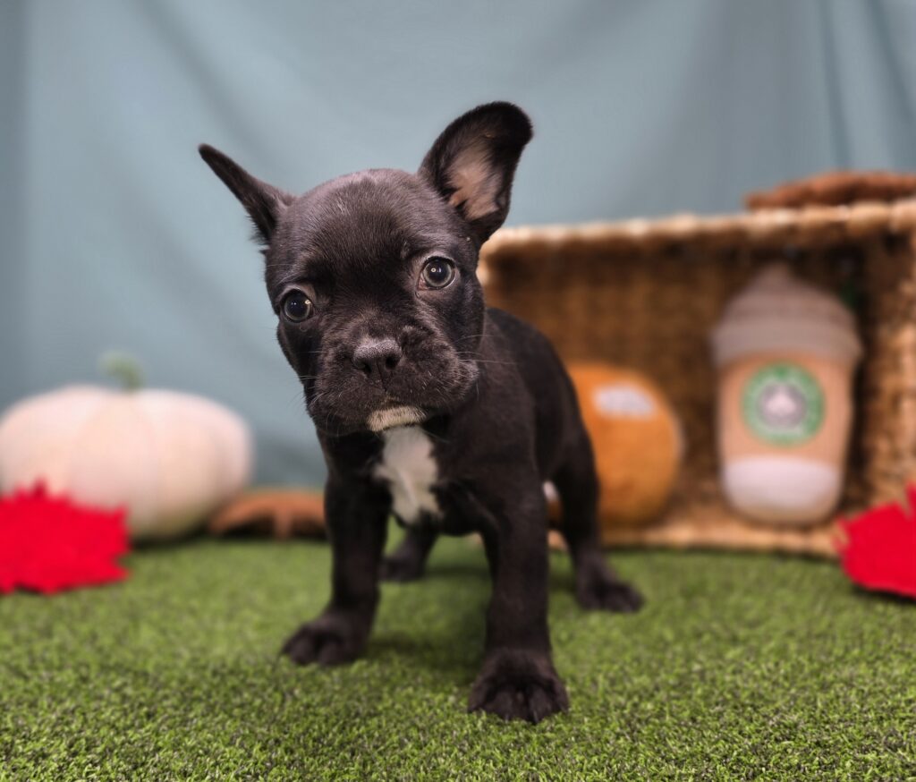 Chip - Frenchton - Image 6