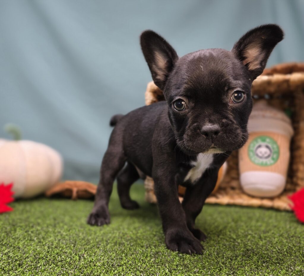 Chip - Frenchton - Image 4