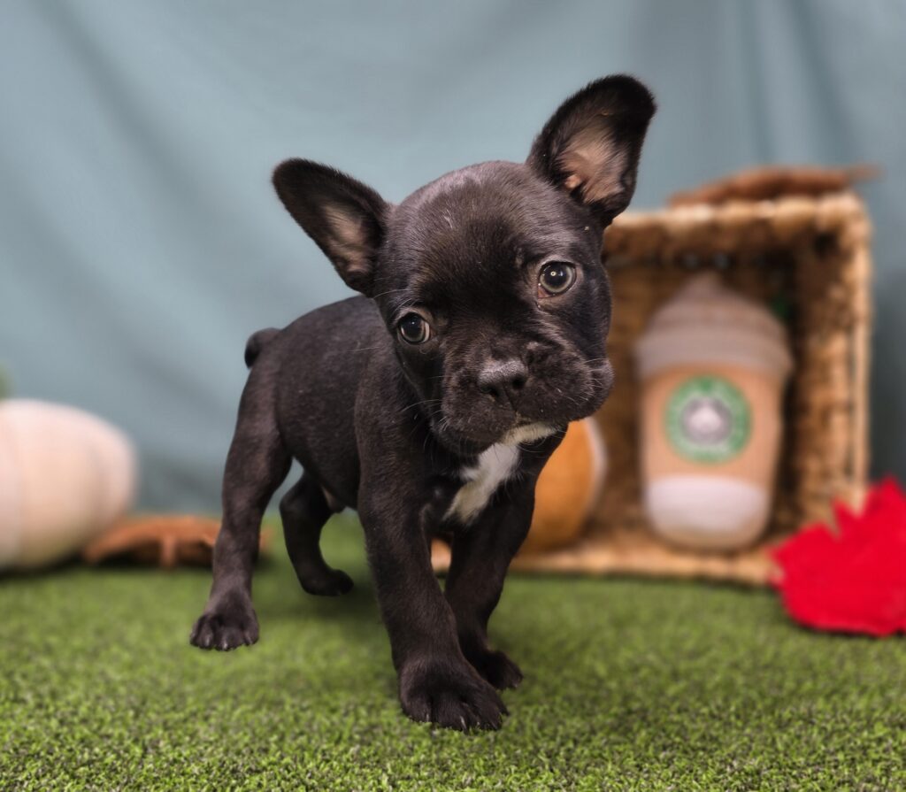 Chip - Frenchton - Image 3