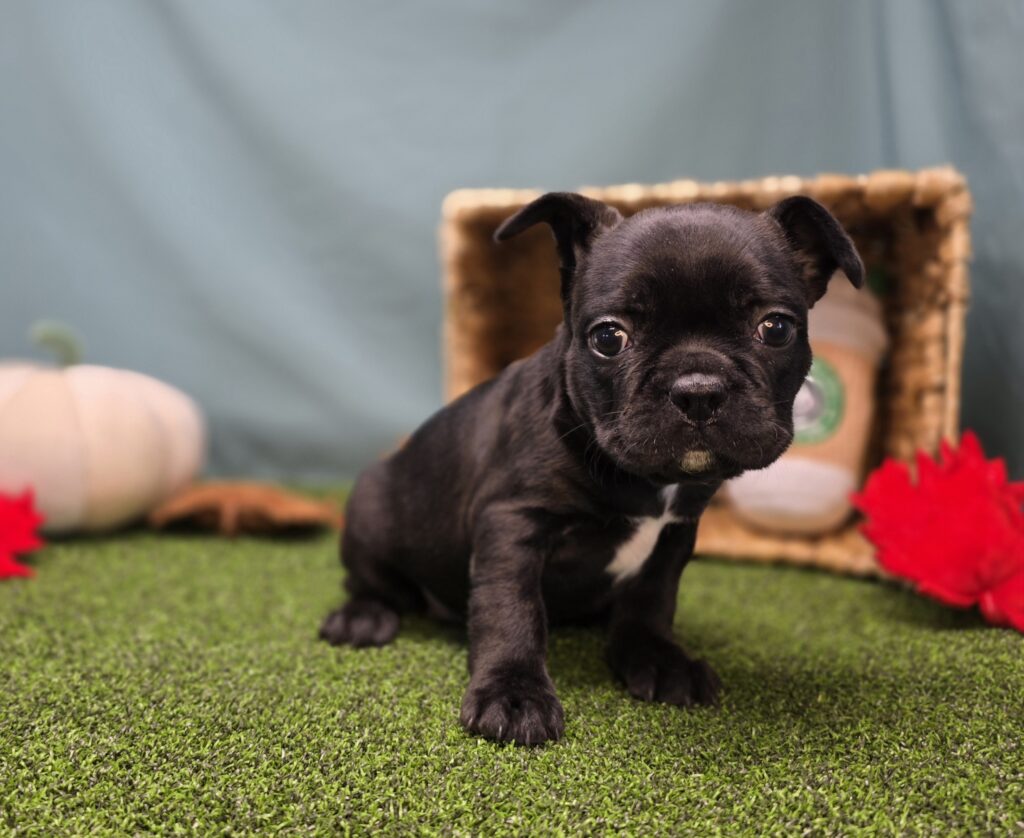 [#25911-02]  - Black Brindle M Frenchton Puppies For Sale
