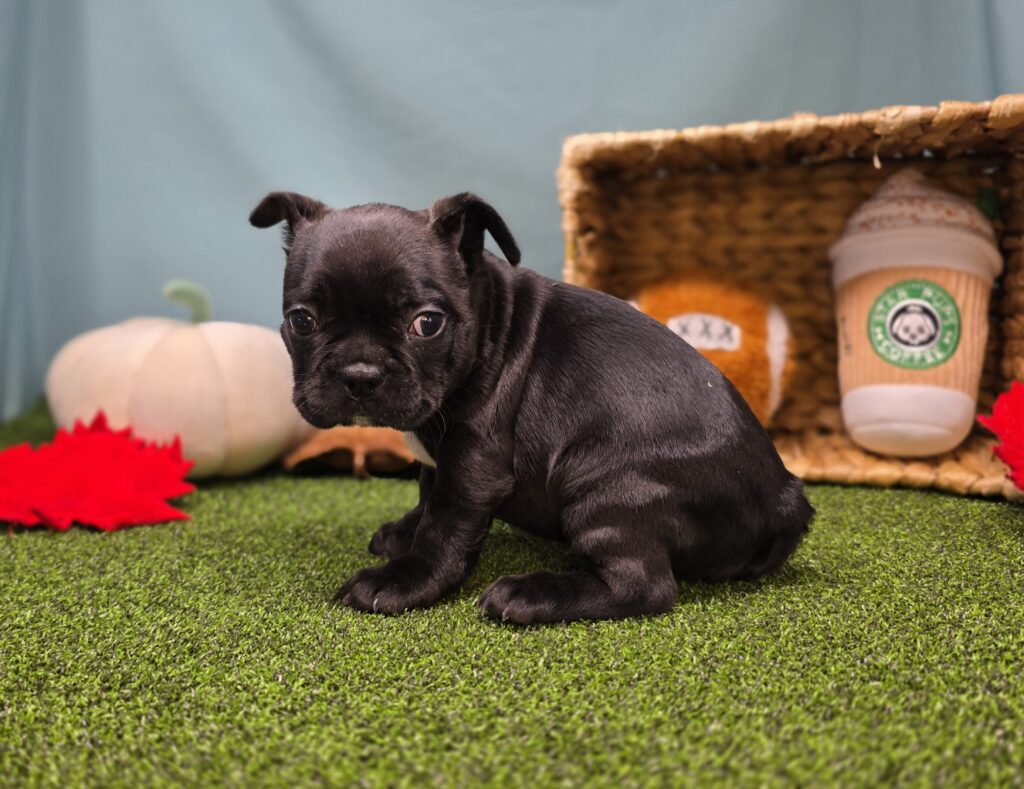 Oreo - Frenchton - Image 6