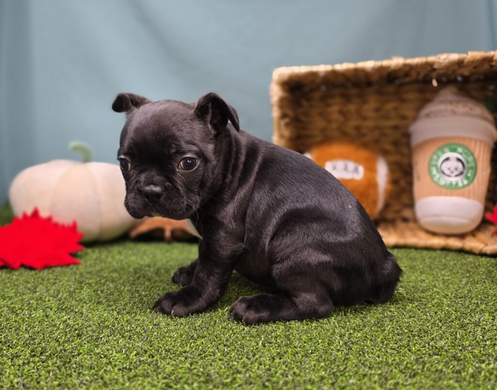 Oreo - Frenchton - Image 5