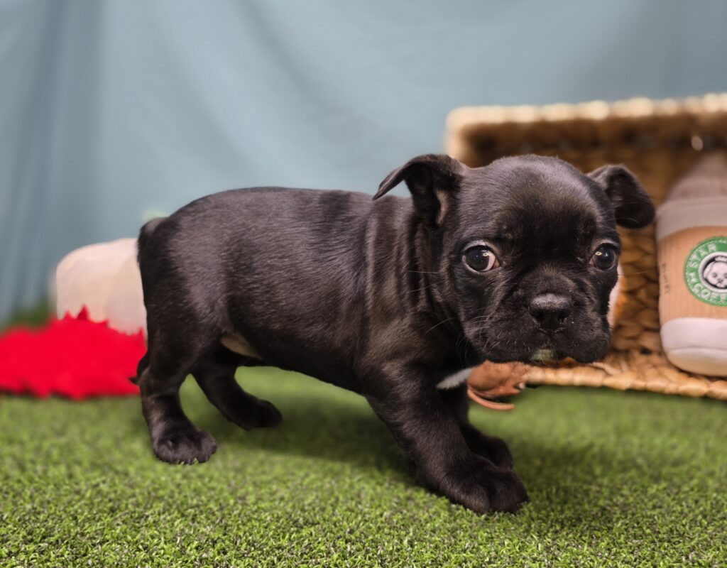 Oreo - Frenchton - Image 4