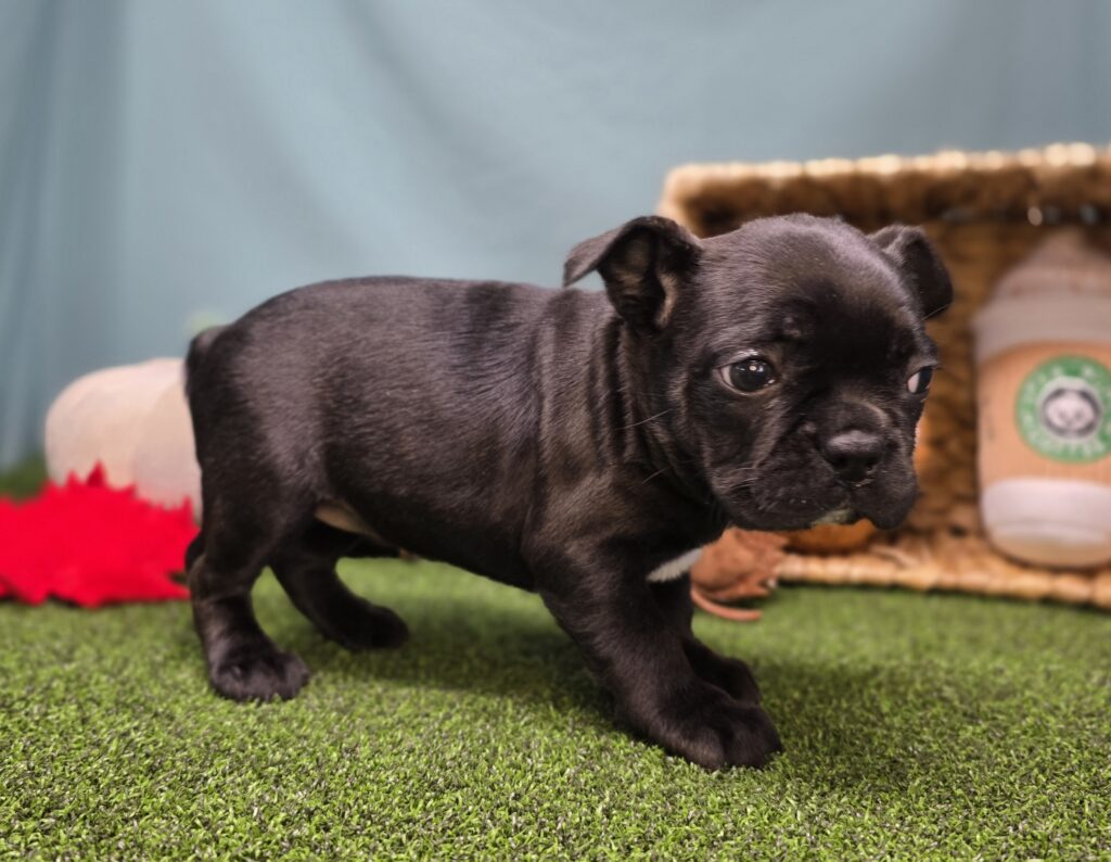 Oreo - Frenchton - Image 3