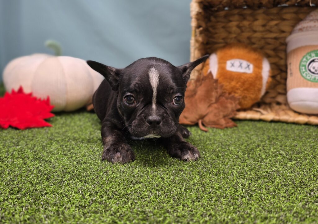 Mocha - Frenchton - Image 2