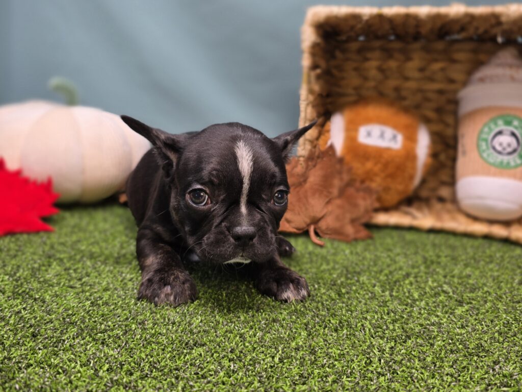 Mocha - Frenchton - Image 5