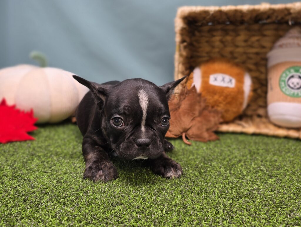 Mocha - Frenchton - Image 6