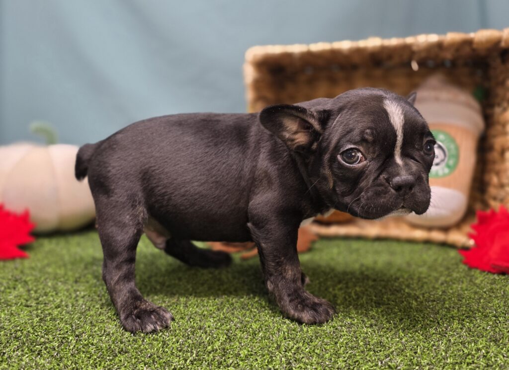 Mocha - Frenchton - Image 4