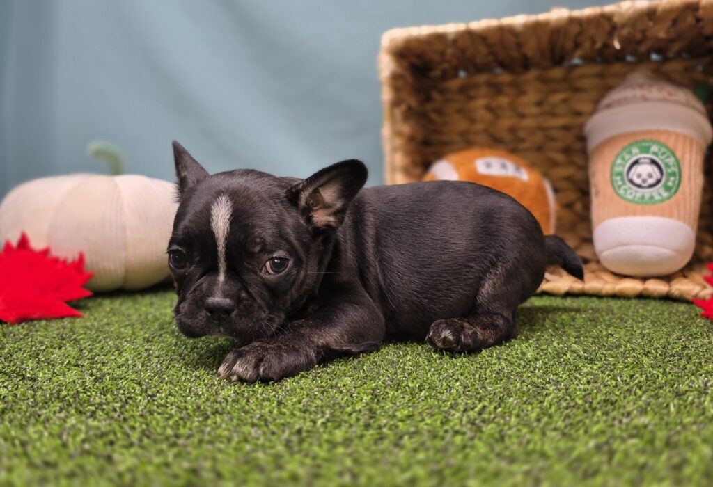 Mocha - Frenchton - Image 3