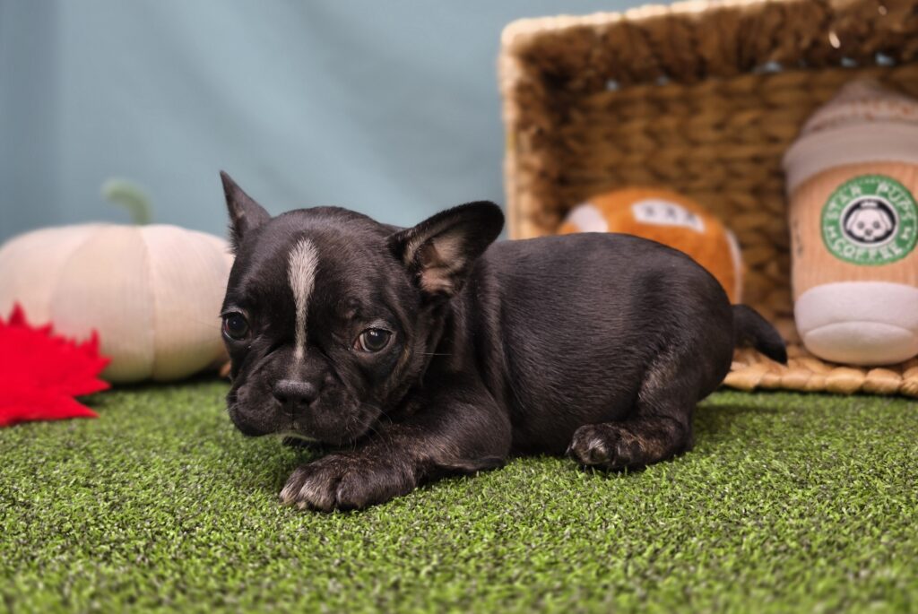 [#25911-03]  - Black Brindle M Frenchton Puppies For Sale