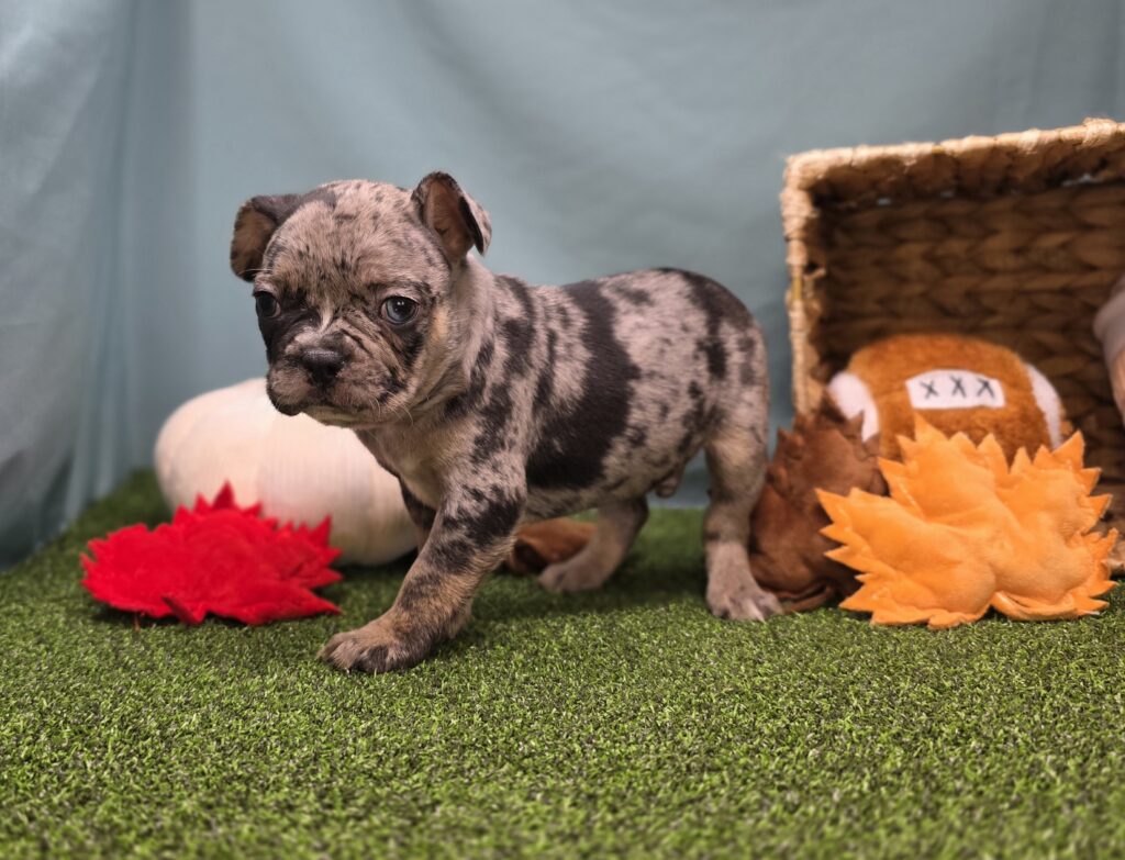 Churro - Frenchton - Image 2