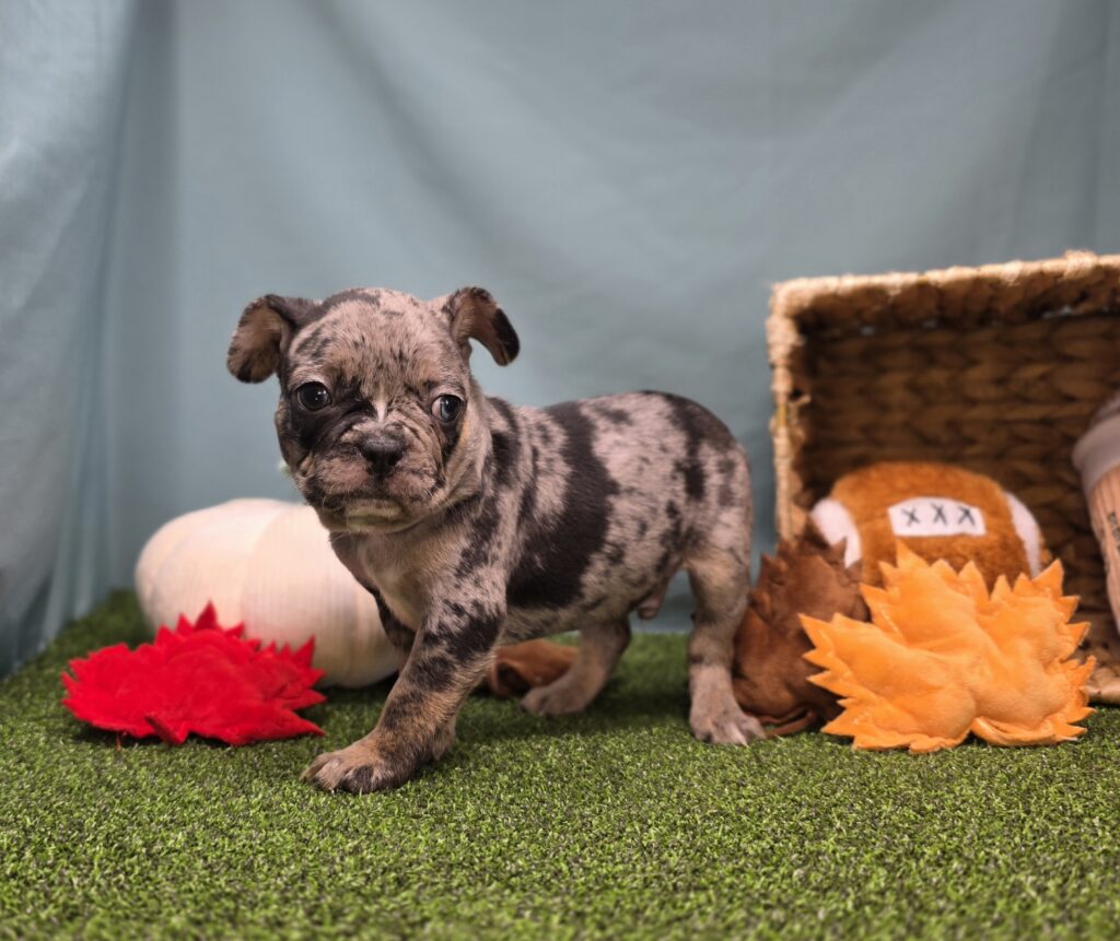 Churro - Frenchton - Image 4