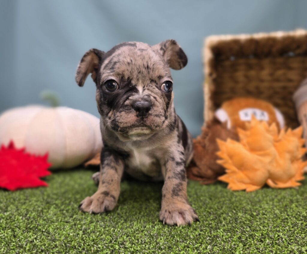 [#25911-04]  - Blue Merle / Tan M Frenchton Puppies For Sale