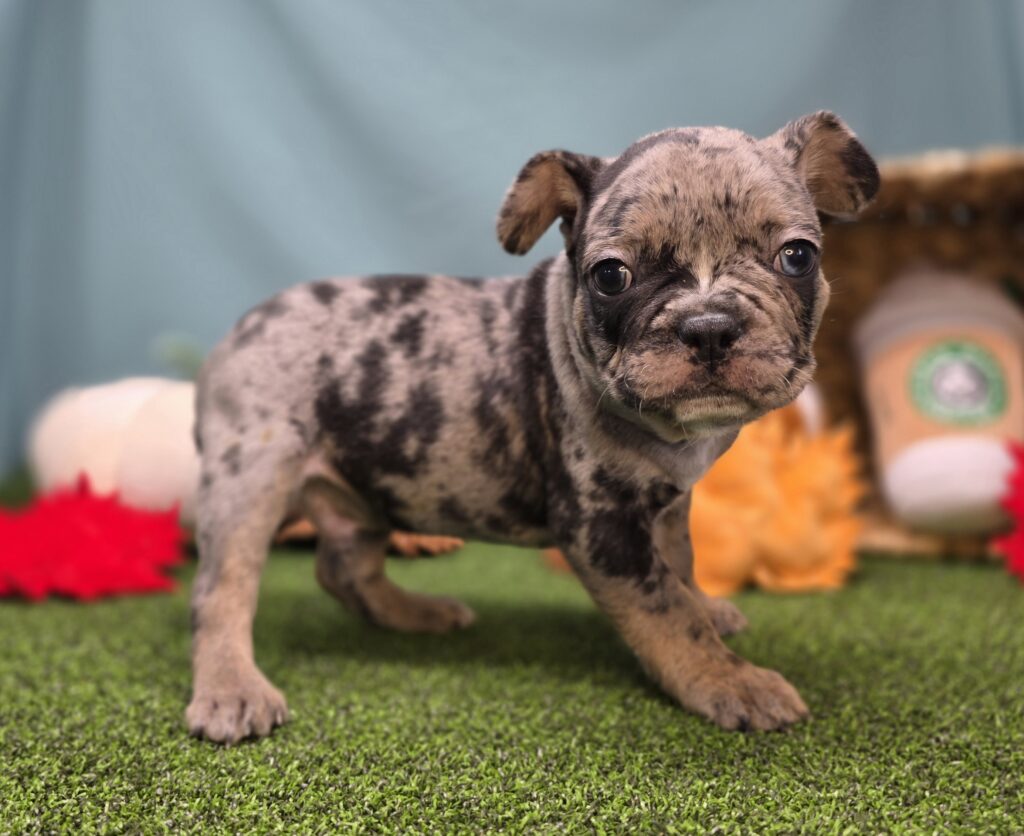 Churro - Frenchton - Image 3