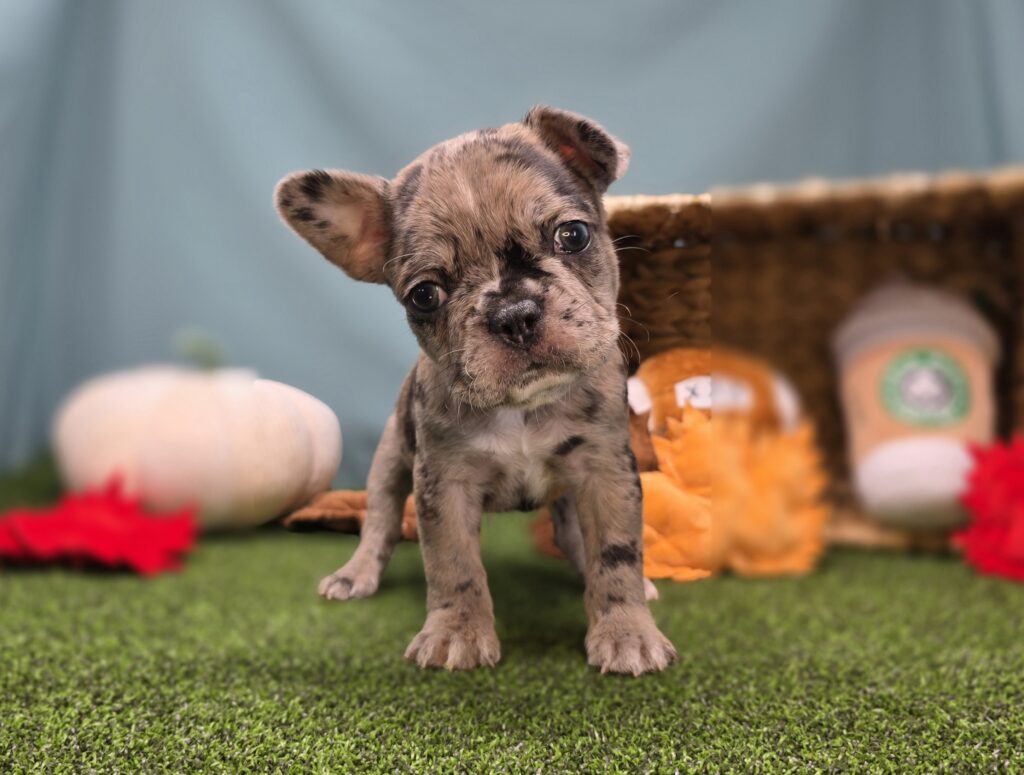 [#25911-05]  - Chocolate Merle M Frenchton Puppies For Sale