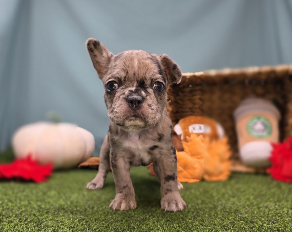 Fudge - Frenchton - Image 2