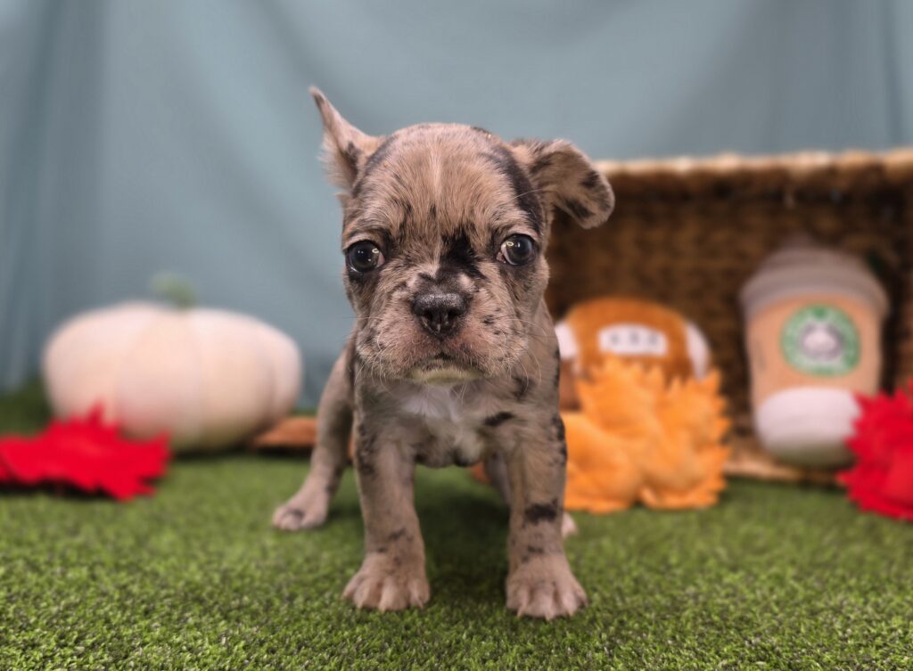 Fudge - Frenchton - Image 6