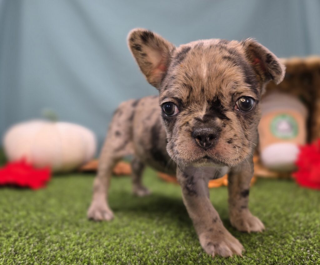 Fudge - Frenchton - Image 4