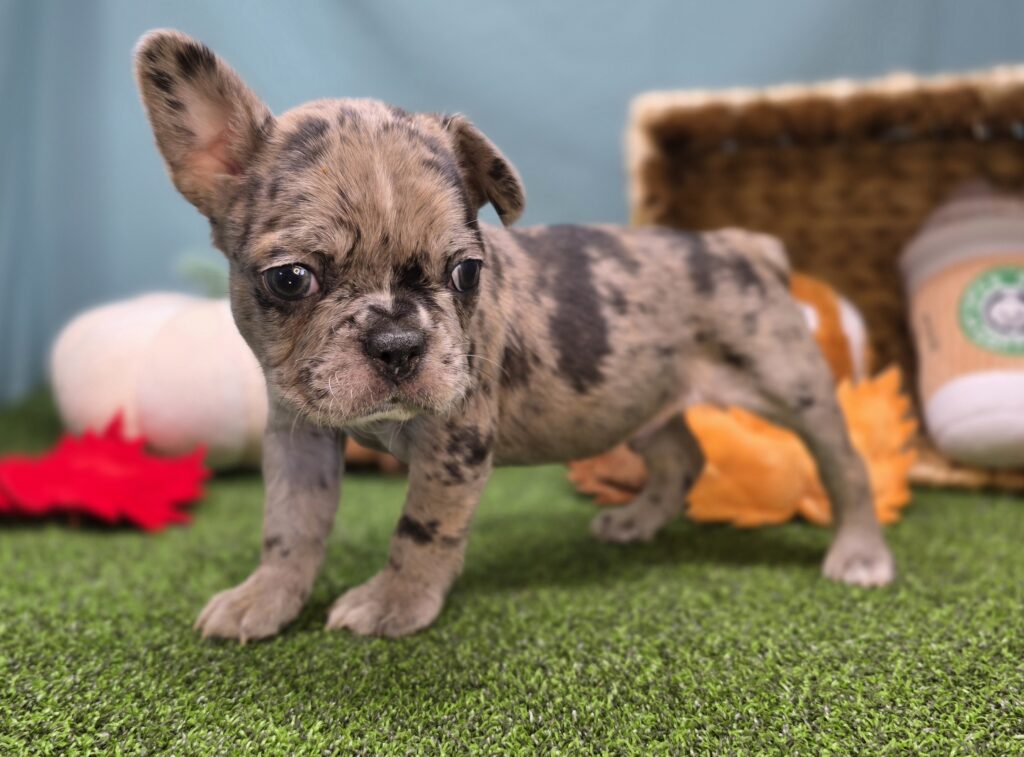 Fudge - Frenchton - Image 3