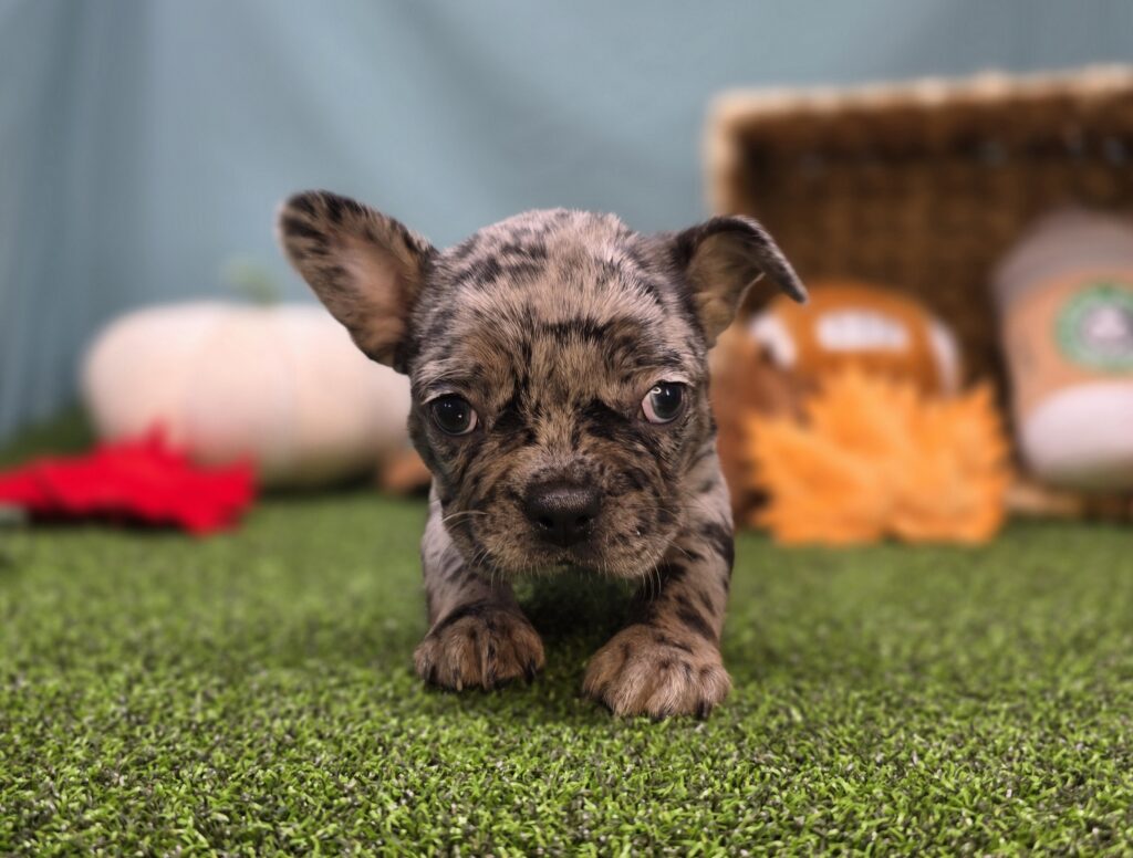 Taffy - Frenchton - Image 2