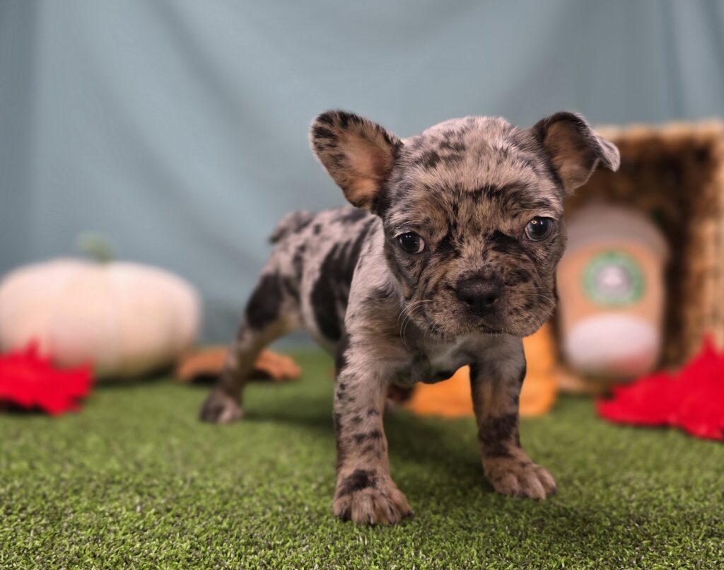 [#25911-06]  - Blue Merle / Tan F Frenchton Puppies For Sale