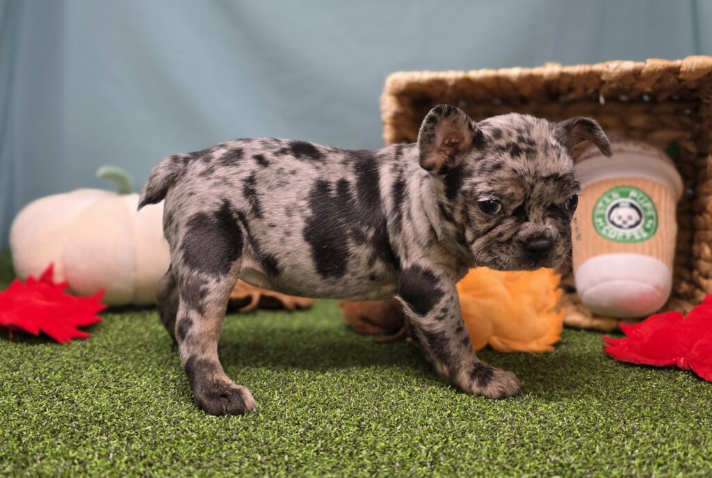 Taffy - Frenchton - Image 5