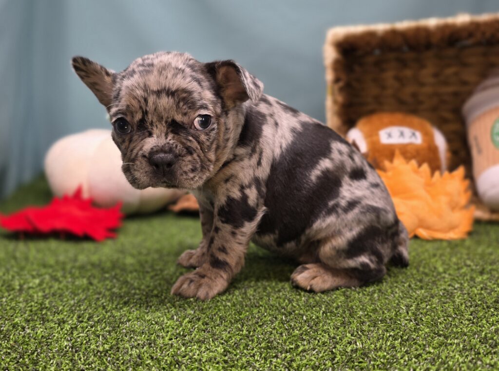 Taffy - Frenchton - Image 3