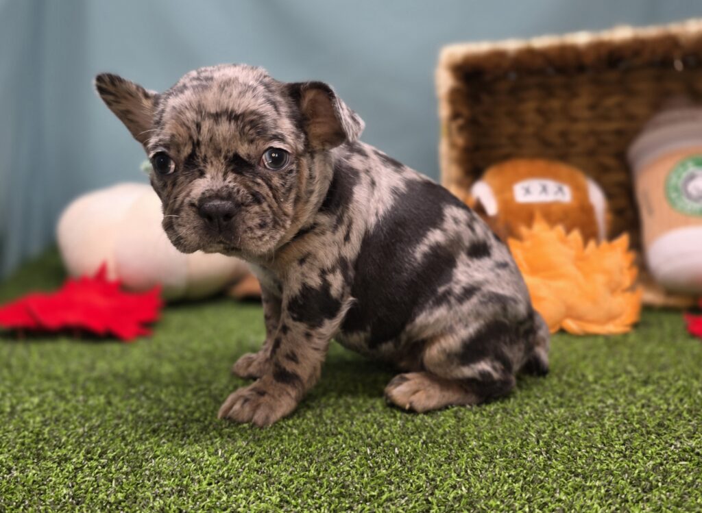 Taffy - Frenchton - Image 4