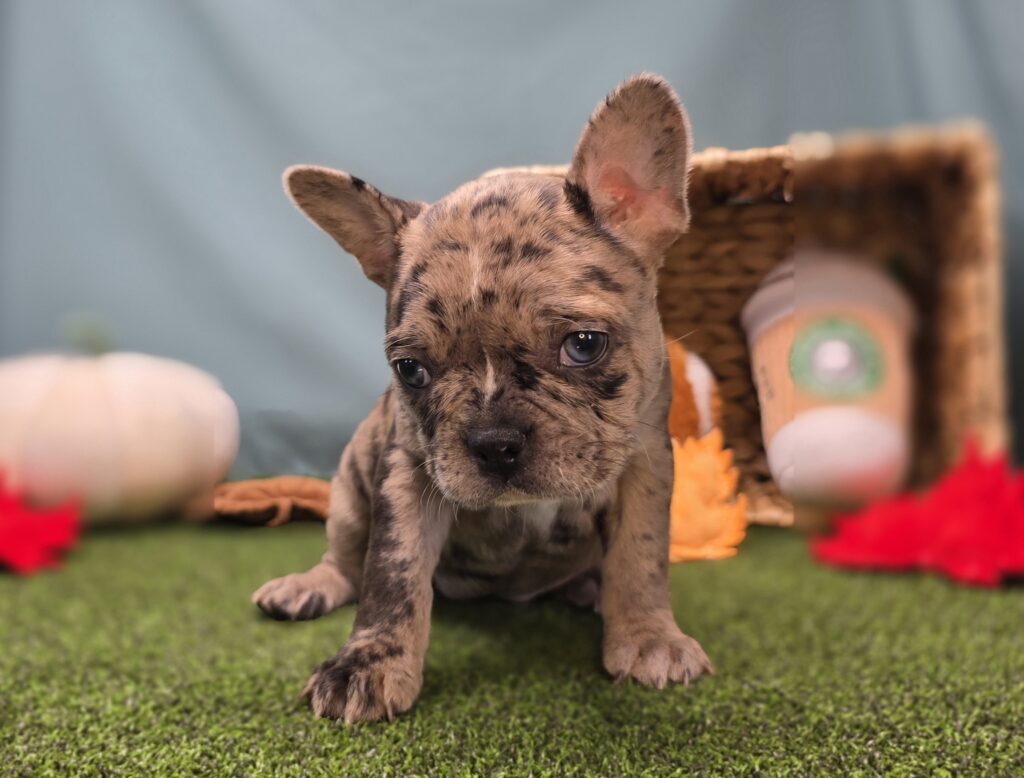 [#25911-07]  - Chocolate Merle F Frenchton Puppies For Sale